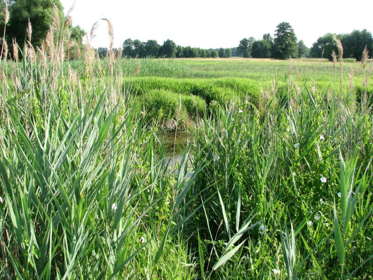 Brochów Strefa Kampinos 빌라 외부 사진