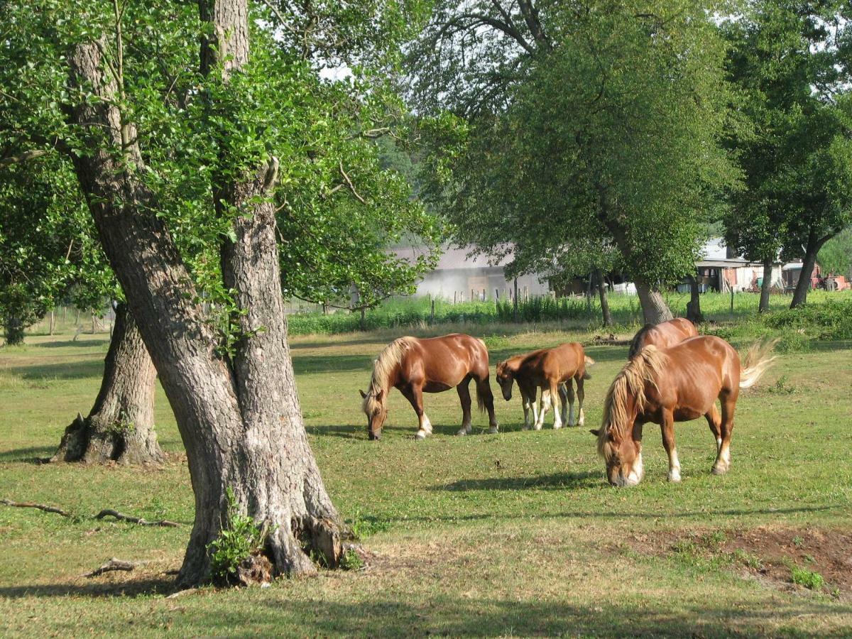 Brochów Strefa Kampinos 빌라 외부 사진